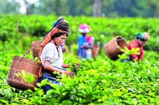 असम चाय के लिए बनेगा नया ई-नीलामी प्लेटफॉर्म 