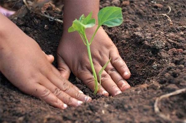 बापू की स्मृति में जोहानिसबर्ग में रोपे गए सैकड़ों पौधे 