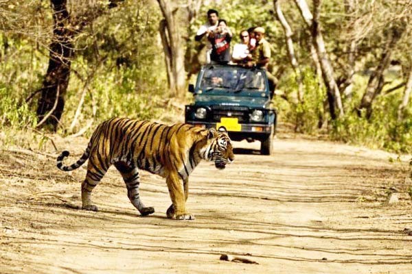 कॉर्बेट में वीआईपी कोटे पर लगेगा प्र‎तिबंध  -  सिफारिश की तो होगी शिकायत