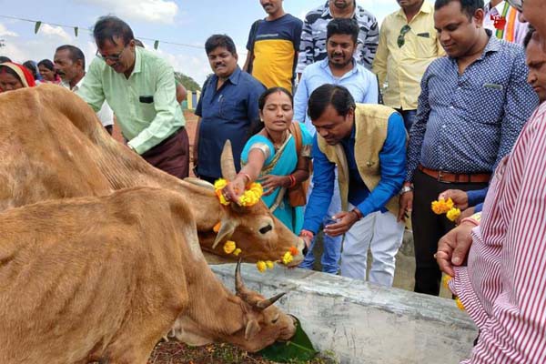 बस्तर जिले के गोठानों में हर्षोल्लास के साथ किया गया गोवर्धन पूजा गाय-बैलों की पूजा-अर्चना के साथ खिलाई गई खिचड़ी