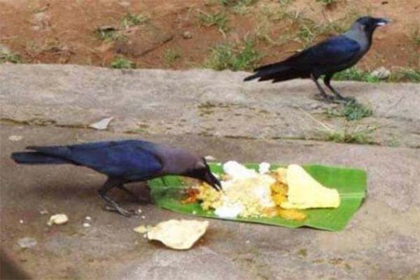 पितृपक्ष में पशु-पक्षियों को दें भोजन 