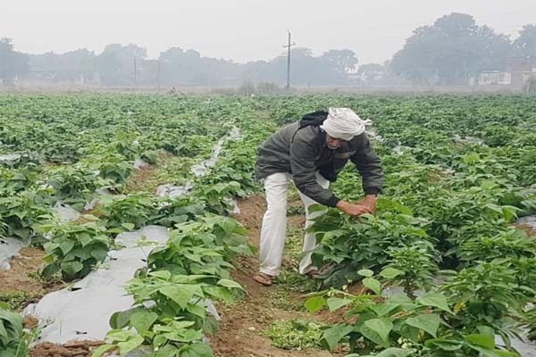 नई तकनीक का इस्तेमाल कर कृषि क्षेत्र से जुड़ें 