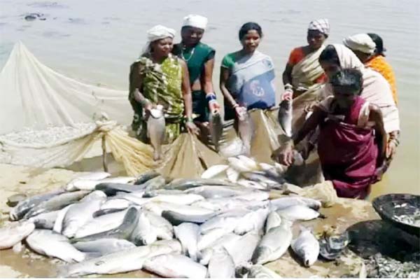 मछली पालन कारोबार में बढ़ रहे अवसर 