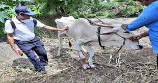  अपंग हो गई थी गाय, डॉक्टरों ने लगा दिया आर्टिफिशियल पैर -संचेती अस्पताल के डॉक्टर सलिल जैन की टीम की मेहनत रंग लाई