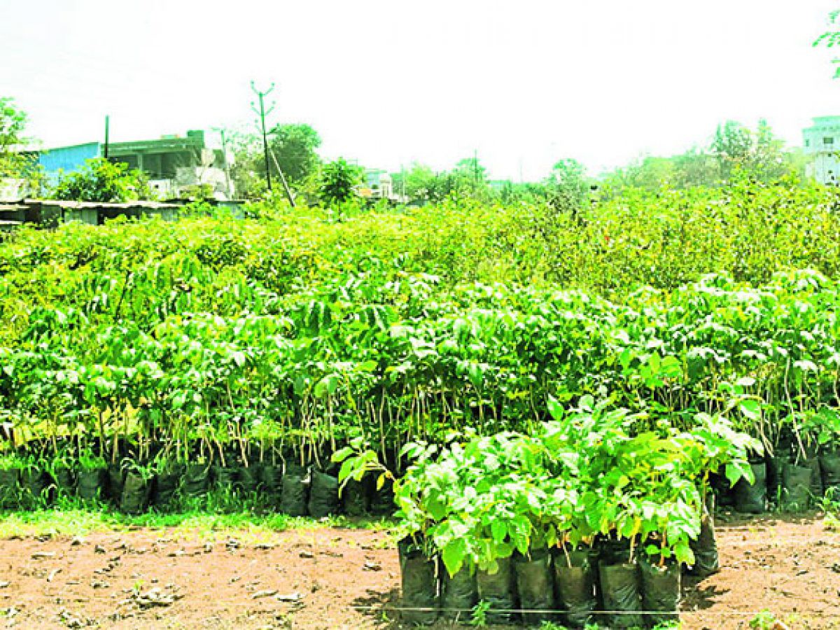 వరంగల్ జైల్లో వనం