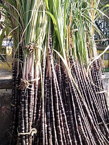 సగం తగ్గిన ఉత్పత్తి