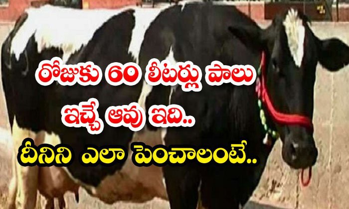 హార్డే... రోజుకు 55-60 లీటర్లు