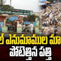 ఏనుమాముల మార్కెట్లో పోటెత్తిన  తెల్ల బంగారం