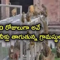 నీళ్ల ట్యాంకులో పడి 30 కోతులు మృతి