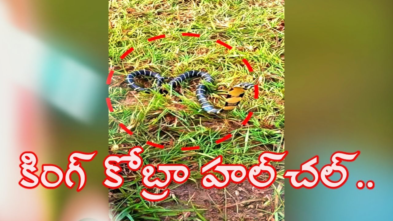 ఏజెన్సీలో కింగ్ కోబ్రా హల్చల్