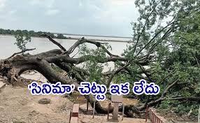 కూలిపోయిన సినిమా చెట్టు...