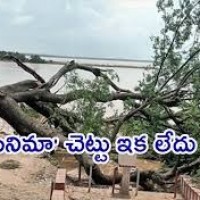 కూలిపోయిన సినిమా చెట్టు...