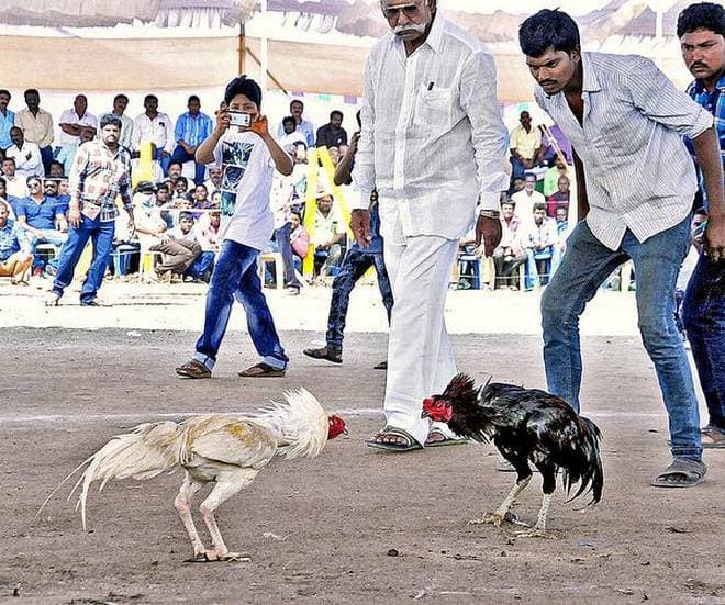 పందానికి సై అంటున్న గోదావరి జిల్లాలు