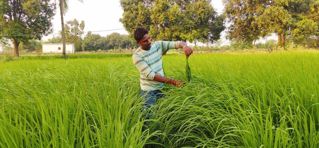 ఆరు తడి పంటలతో పల్లెలు కళకళ