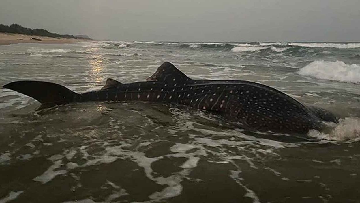 మత్స్య కారులకు  జాక్ పాట్