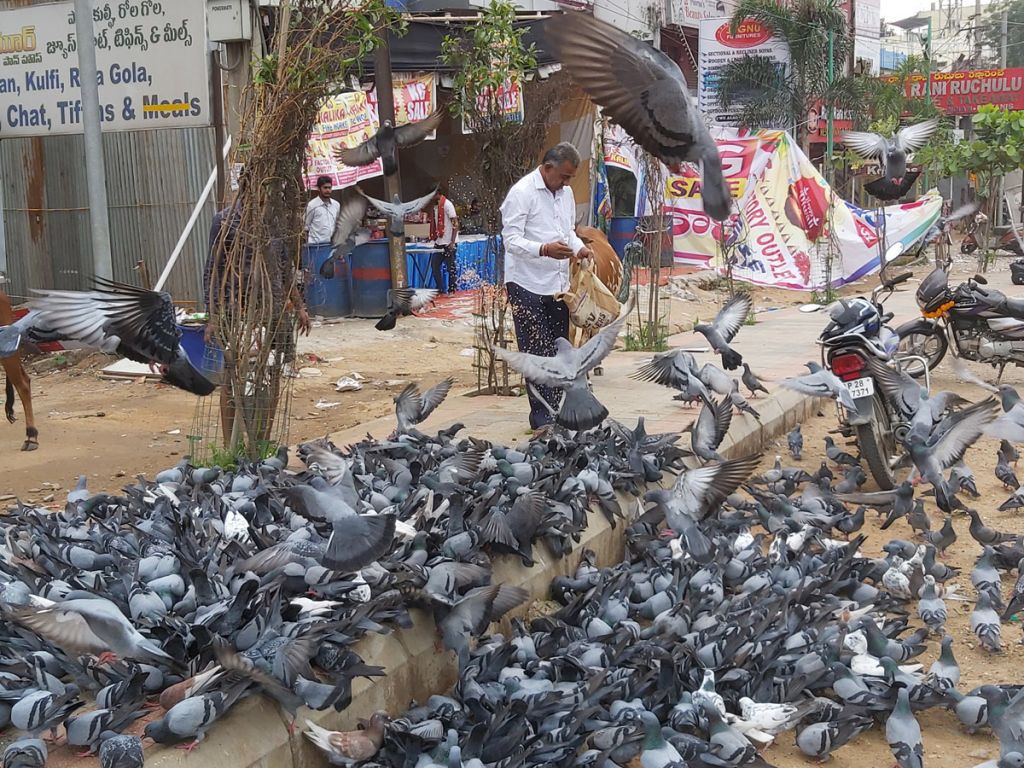 పావురాలకు ఆహారం వేస్తున్నారా...