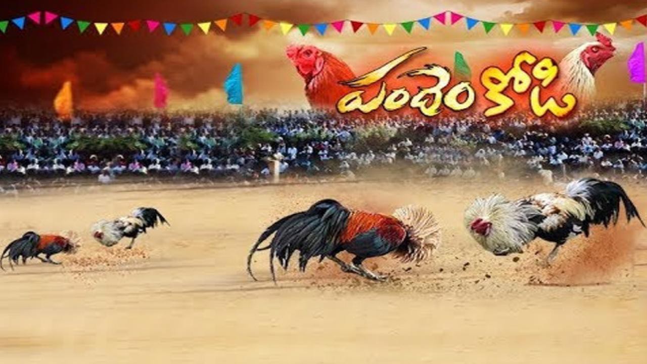 తగ్గేదేలే అంటున్న పందెం రాయుళ్లు