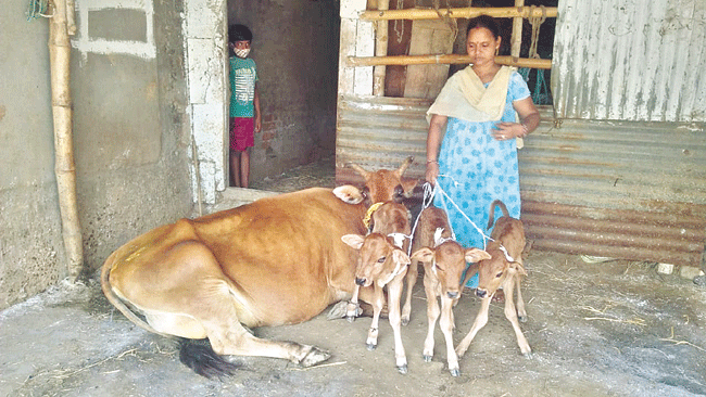 ఒకే ఈతలో మూడు ఆవు దూడలు