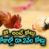 సంక్రాంతి బరిలో 3 వేల కోట్ల పందేలు