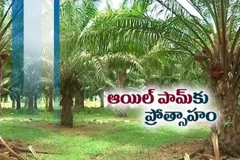 పామ్ అయిల్ సాగుకు ప్రోత్సాహం