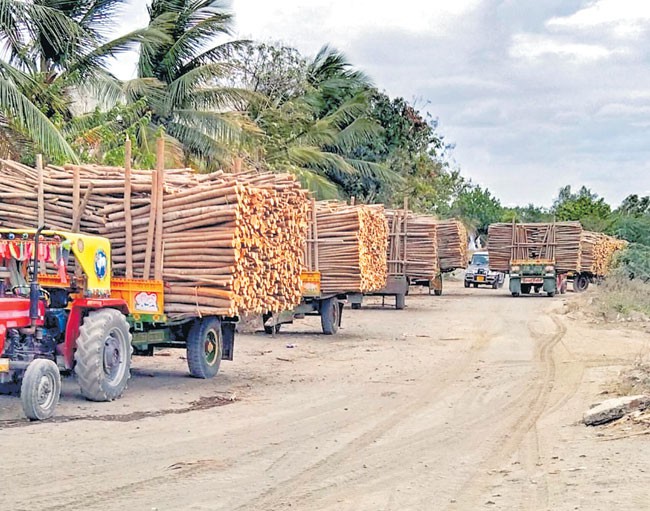 సుబాబుల్ రైతుల పరిస్థితి దారుణం