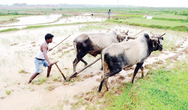 భారీగా తగ్గిన ఖరీఫ్