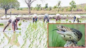 దివిసీమను  వణికిస్తున్న పాములు