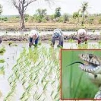 దివిసీమను  వణికిస్తున్న పాములు