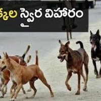 సంగారెడ్డి బాలాజీనగర్ కాలనీలో వీధి కుక్కల వీరంగం