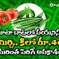 టమాటా బాటలో మిర్చి రూ.400