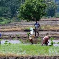 కౌలు రైతులను గుర్తించే పనిలో  సర్కార్...