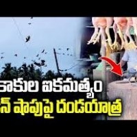 కాకిలో ఉన్న ఐకమత్యం.... మాములుగా లేదుగా