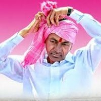  నింపాదిగా గులాబీ బాస్