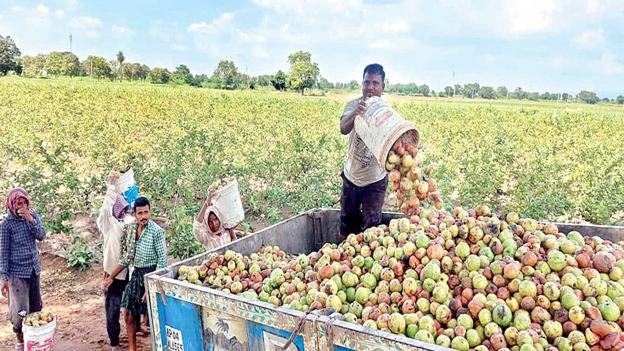 జామకాయలను పారేసిన రైతు