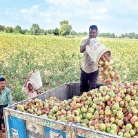 జామకాయలను పారేసిన రైతు