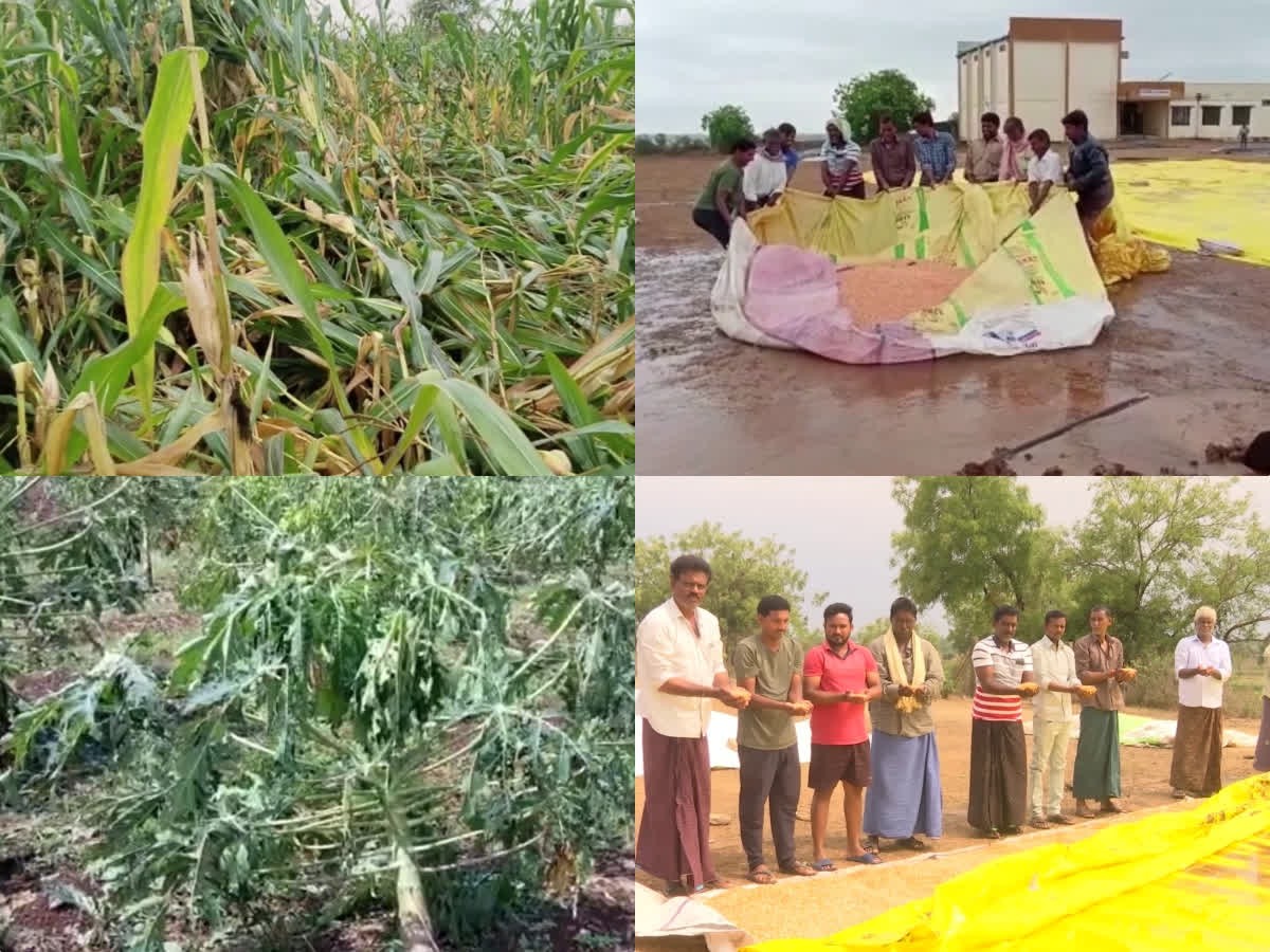 యాసంగి పంటలకు భారీ నష్టం