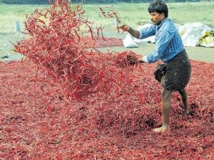 అందోళన బాటలో మిర్చిరైతులు