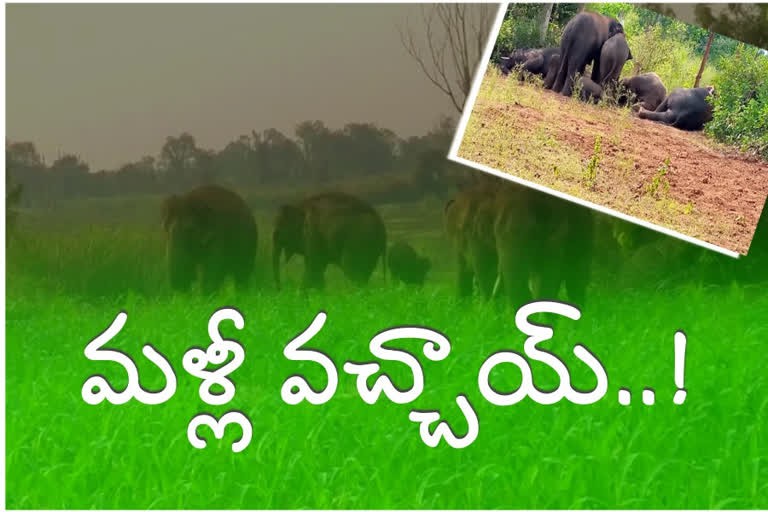 ఏనుగుల హల్ చల్..అందోళనలోరైతులు