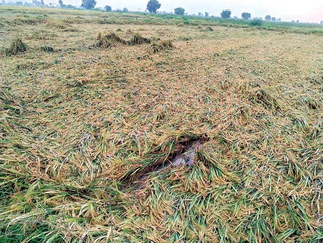 ఆళ్లగడ్డ లో భారీ వర్షం... నేలకొరిగిన పంటలు