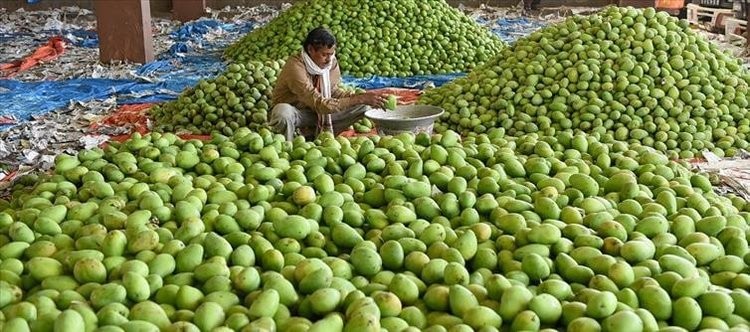 సందడి లేని మామిడి