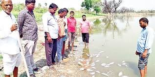 రసాయన వ్యర్ధాలతో చేపలు మృత్యువాత