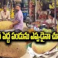 అంబాజీపేటలో బాహుబలి పనస పండు