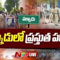 పల్నాడులో  పుట్టకు  ఒకరు... చెట్టుకు ఒకరు 