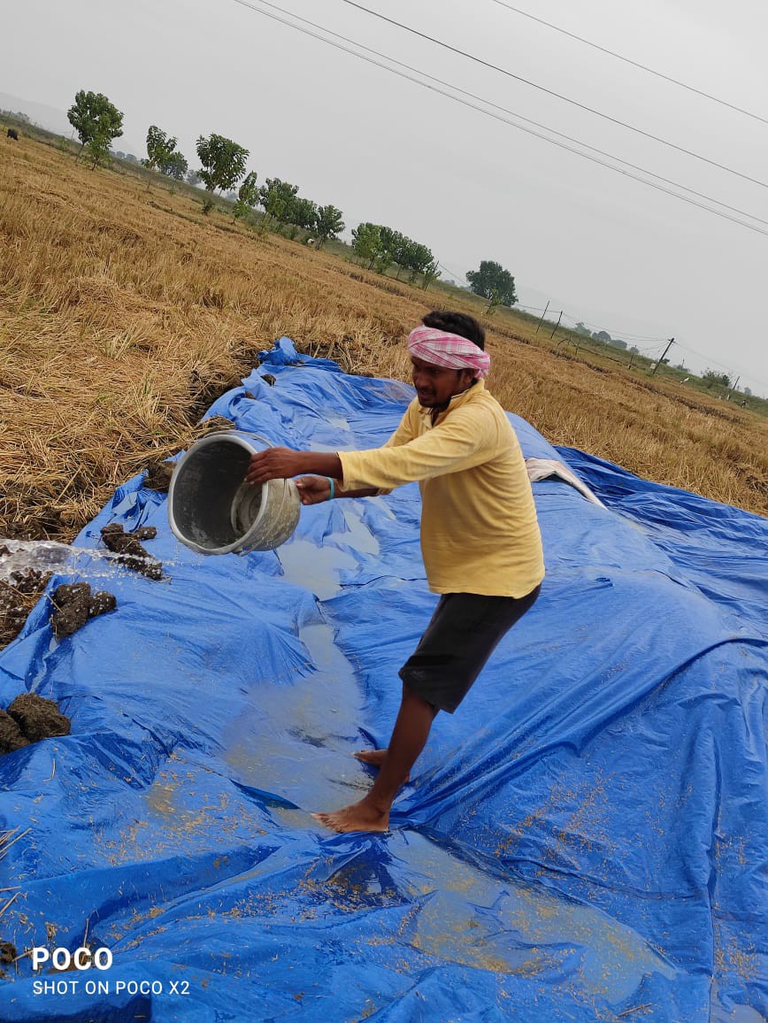 వరుణుడి దెబ్బకు వరి విల విల