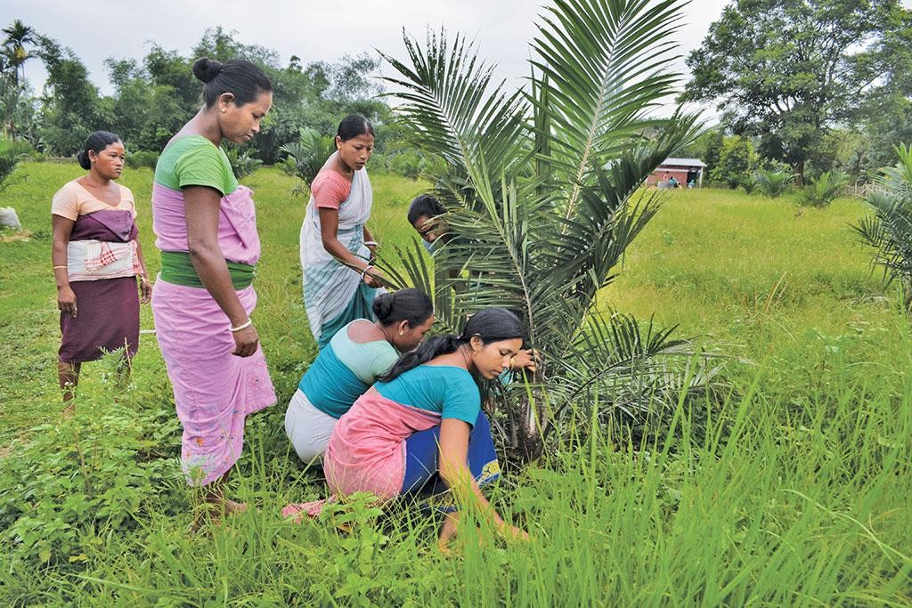 ఆయిల్ పామ్ రైతులకు కష్టకాలం