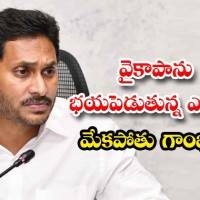 మేకపోతు గాంభీర్యమేనా...