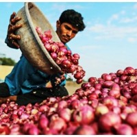 2 రోజుల్లో పెరిగిన ఉల్లి