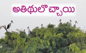 కాకినాడలో వలసల పక్షులు సందడి