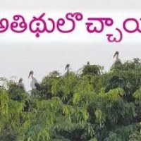 కాకినాడలో వలసల పక్షులు సందడి