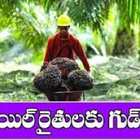 పామాయిల్ రైతులకు గుడ్ న్యూస్